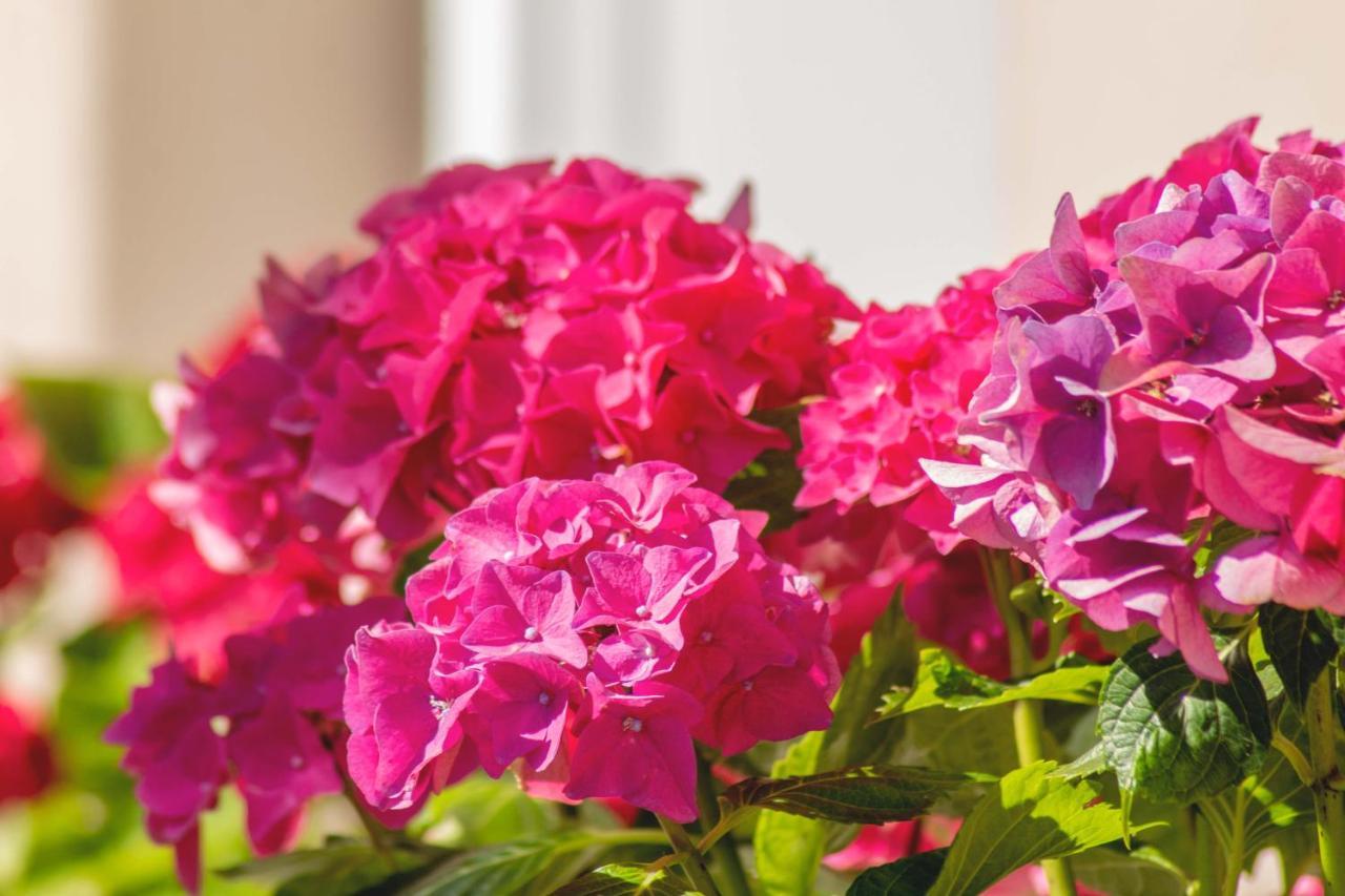Apartma Hortensia