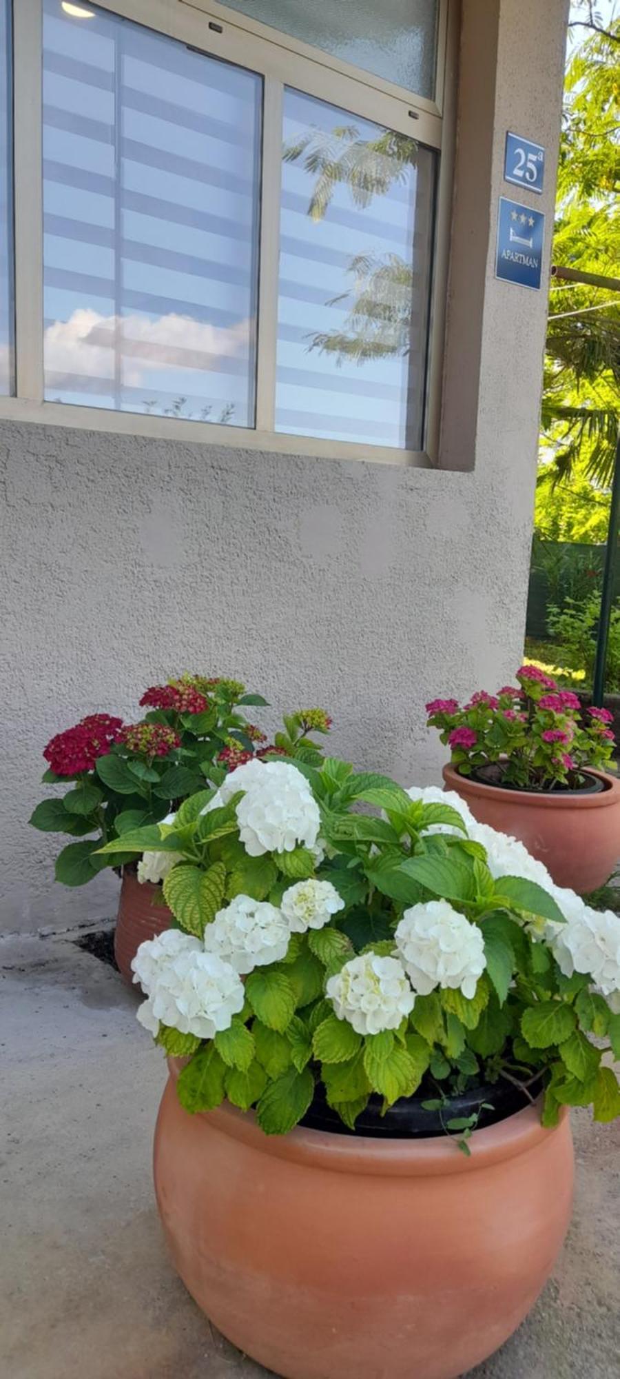 Hortensia Apartma